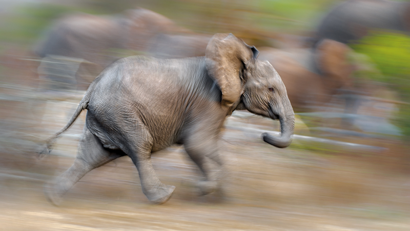 elephant-running elephant-running
