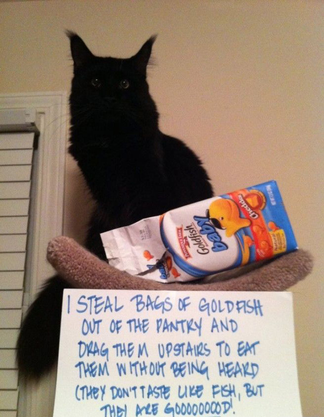 goldfish-35810.jpg goldfish-35810.jpg