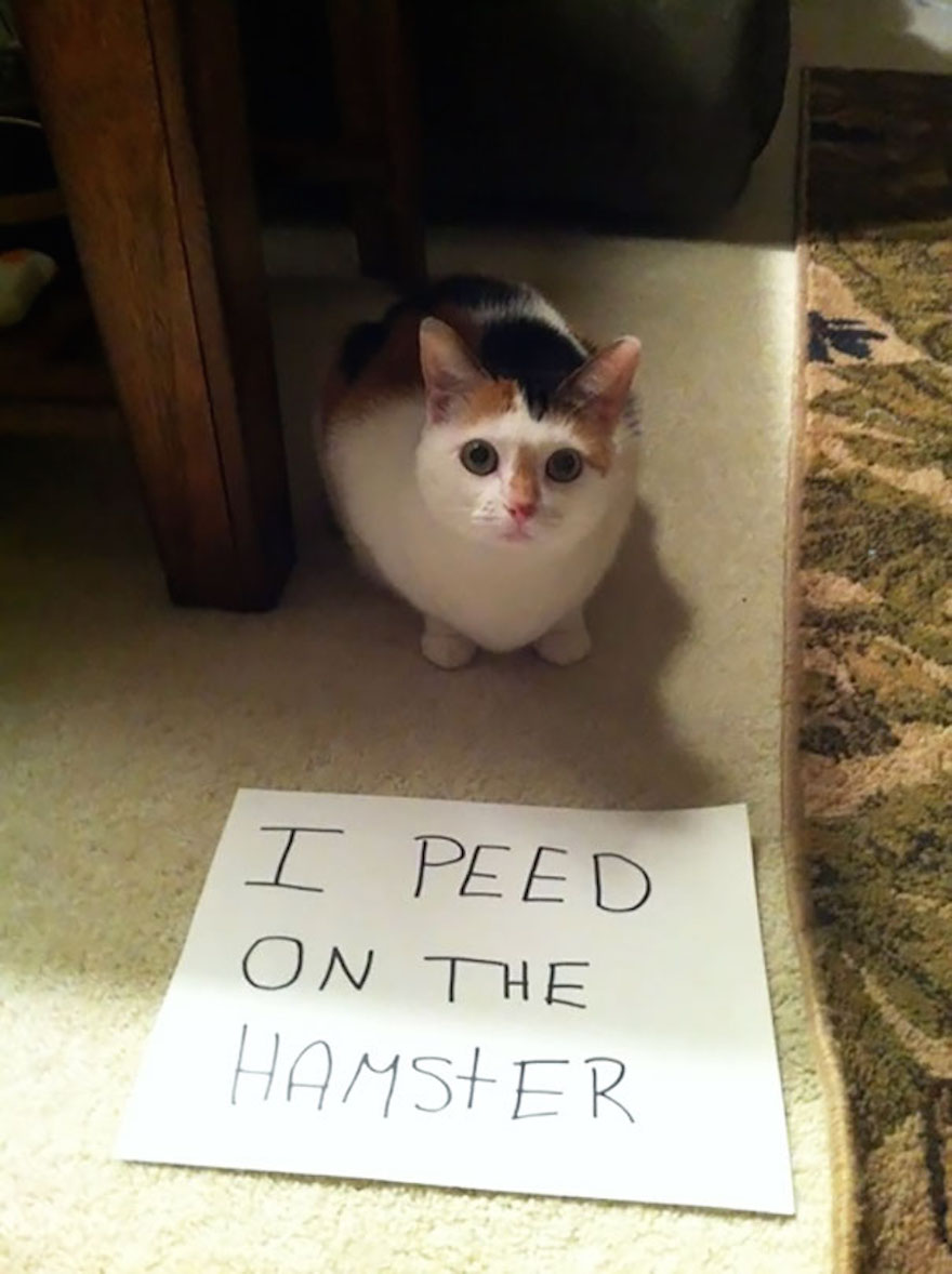 hamster-44872.jpg hamster-44872.jpg