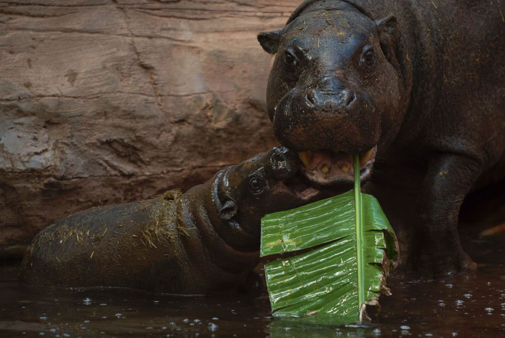 hippo-angry hippo-angry