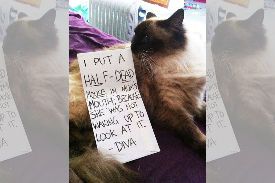 mouse-diva-lol-88592-20621.jpg mouse-diva-lol-88592-20621.jpg