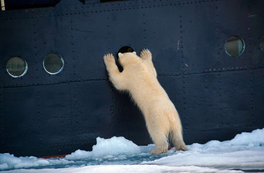 polar-bear polar-bear