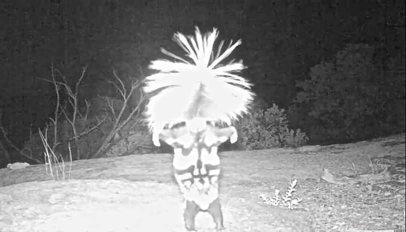 skunk-handstand skunk-handstand