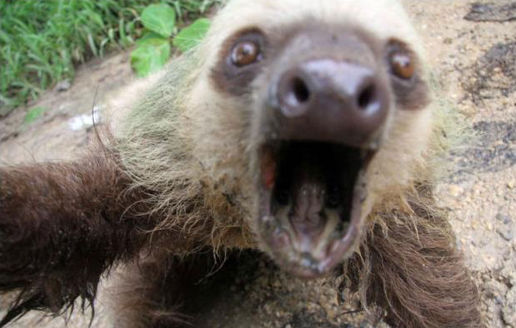 sloth-photo sloth-photo