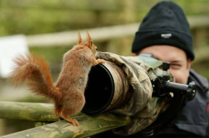 squirrel camera squirrel camera