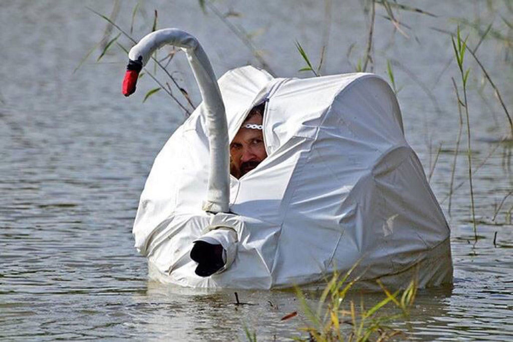 swan-photo swan-photo