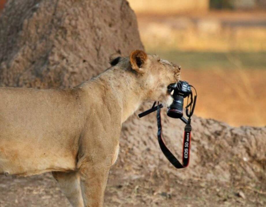 tiger with camera tiger with camera