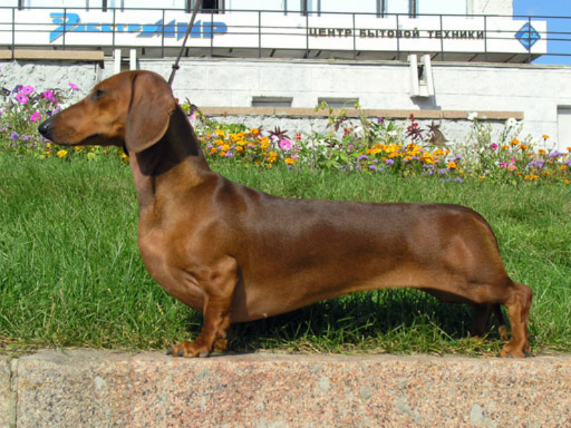 010-dachshund-now-775910-18498.jpg