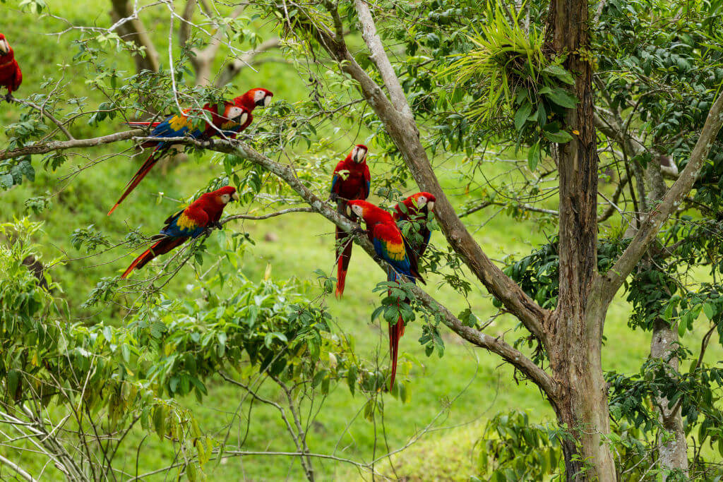 1020_24_jgf_birds_scmacaws_cr-8567-81954-61875.jpg