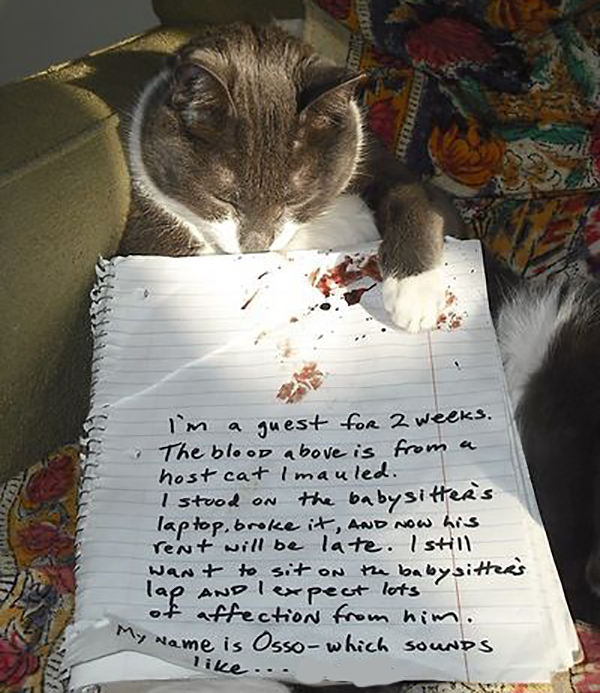 catshame3-71292 catshame3-71292