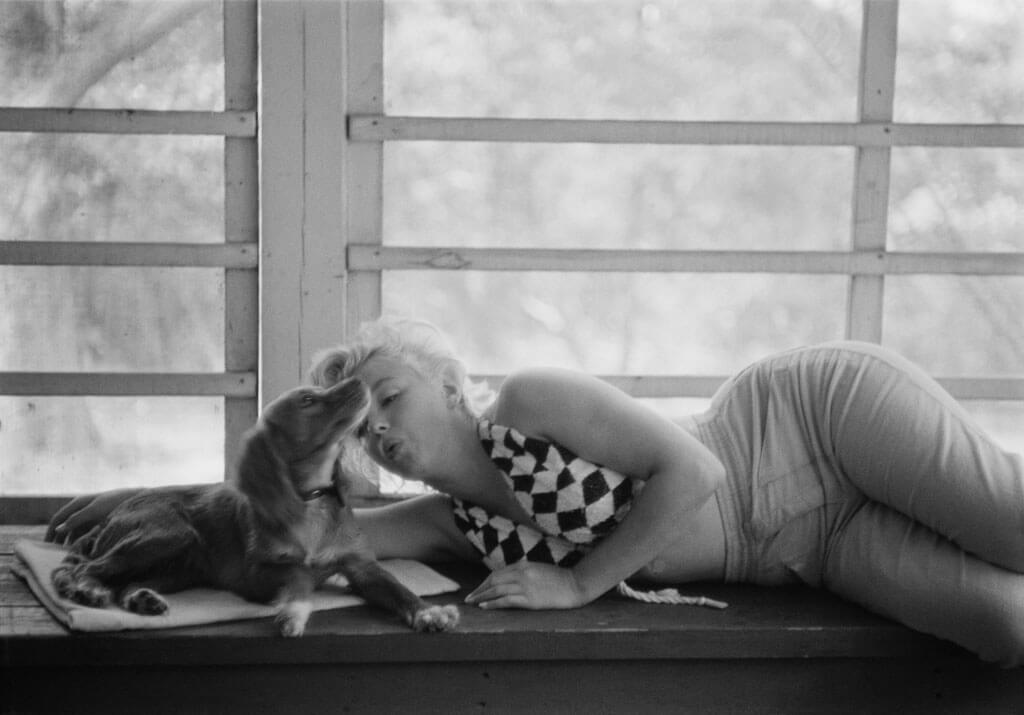 marilyn-dog-10152-39577.jpg