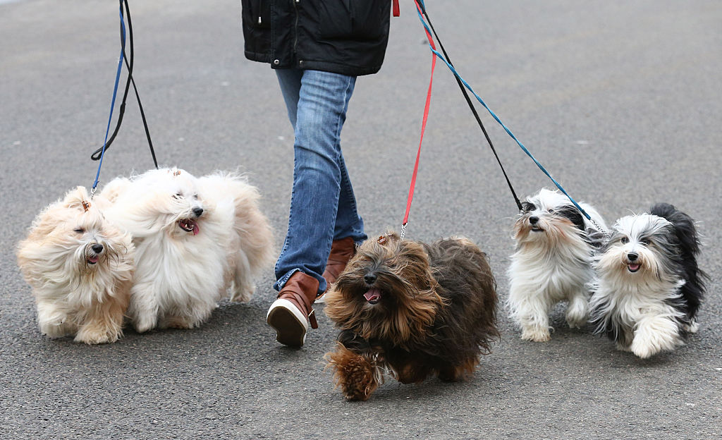 havanese havanese