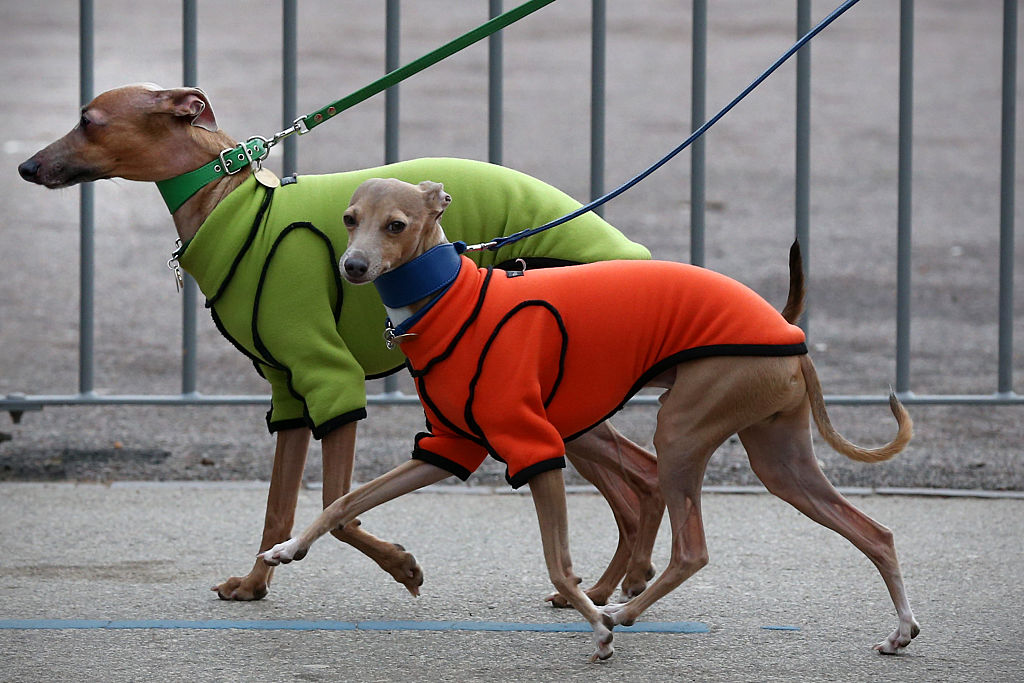 whippet whippet