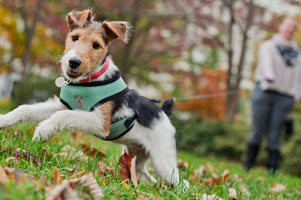 wire-fox-terrier wire-fox-terrier