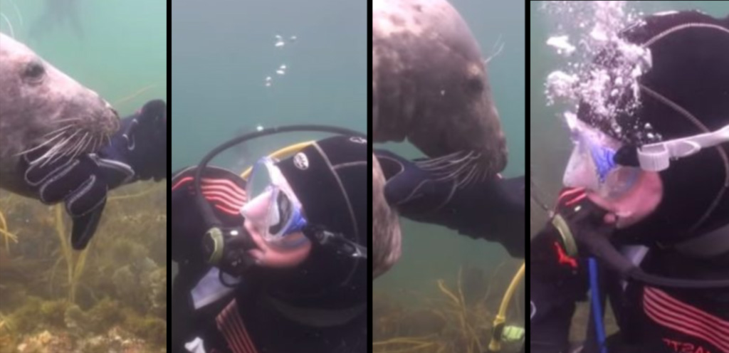 scuba-seal-encounter-1 scuba-seal-encounter-1