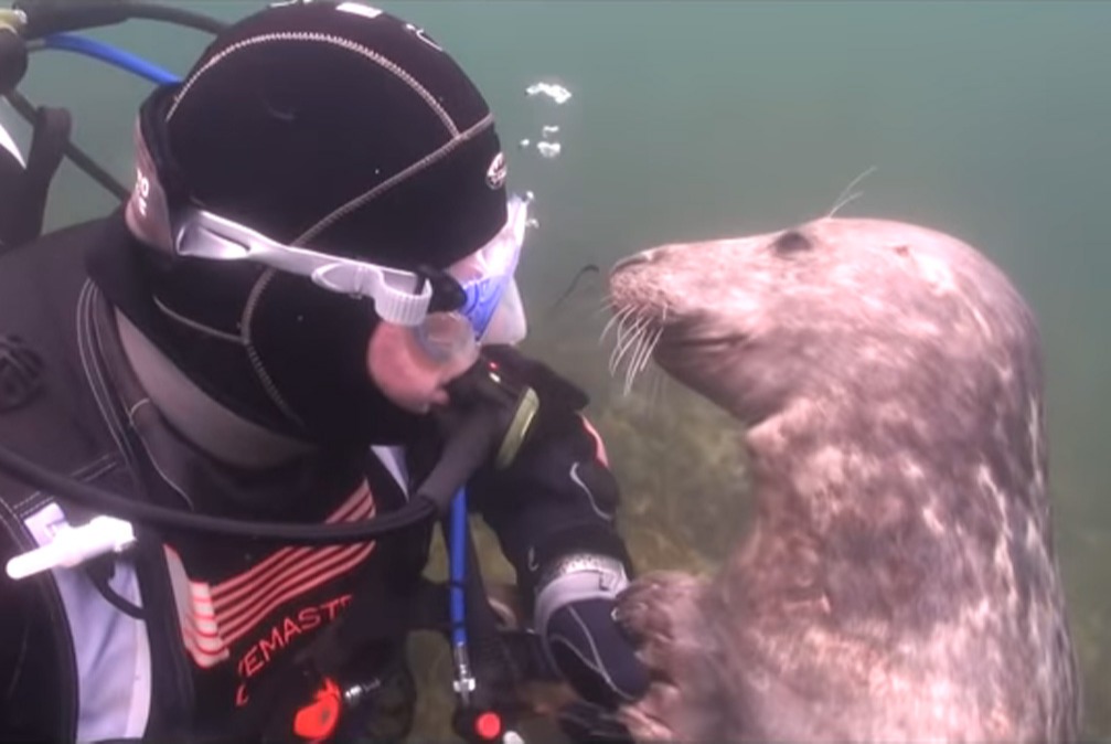 scuba-seal-encounter-12 scuba-seal-encounter-12