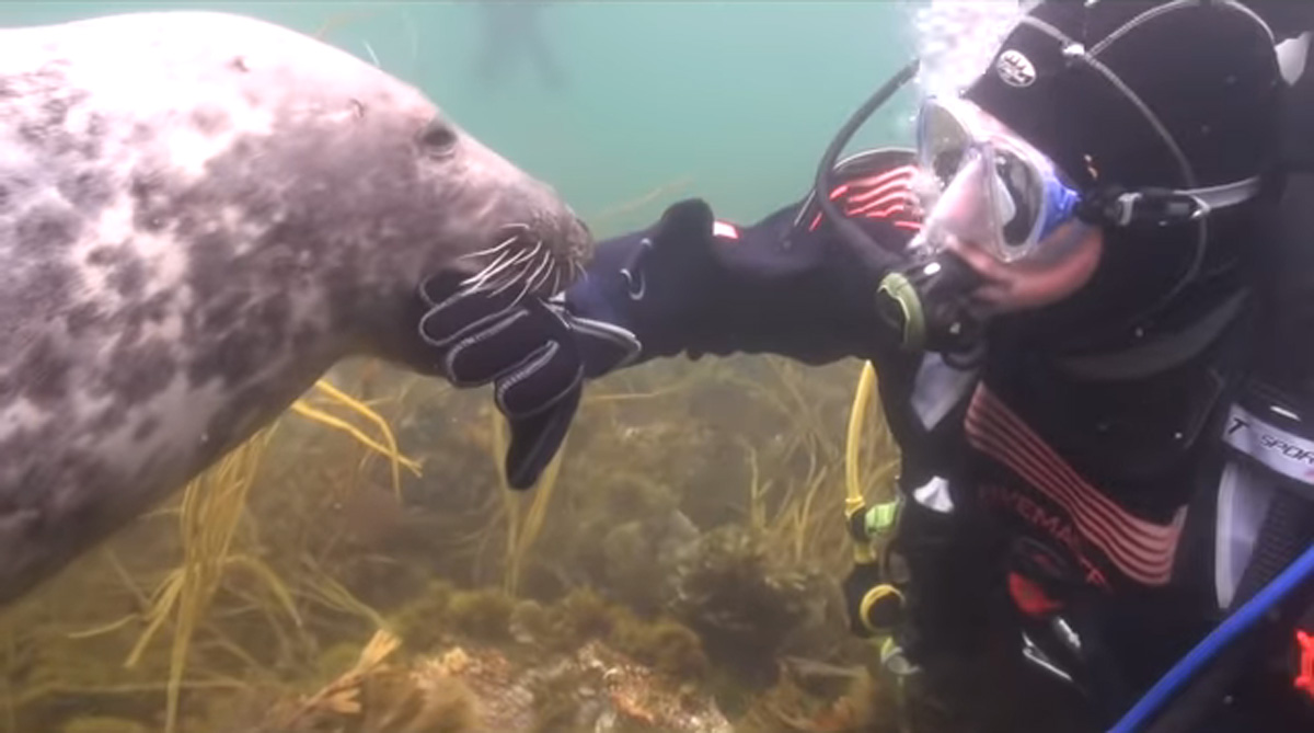 scuba-seal-encounter-16 scuba-seal-encounter-16