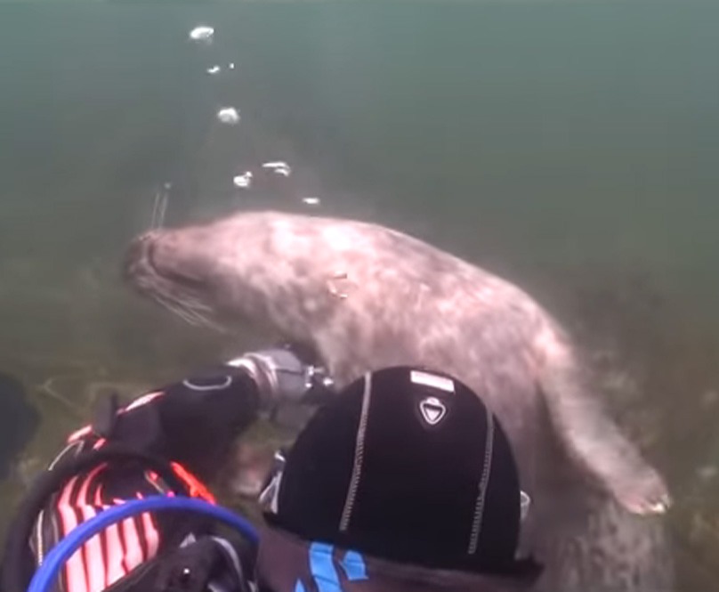 scuba-seal-encounter-19 scuba-seal-encounter-19