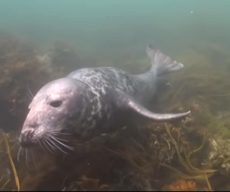 scuba-seal-encounter-8 scuba-seal-encounter-8