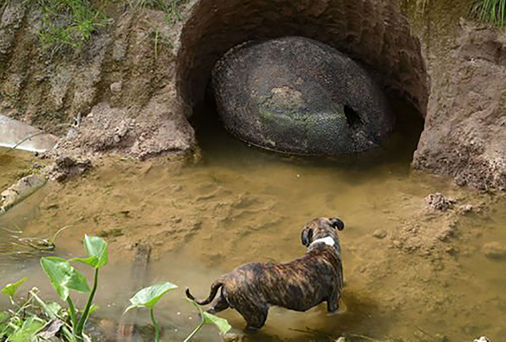 Dog Sensed Something 