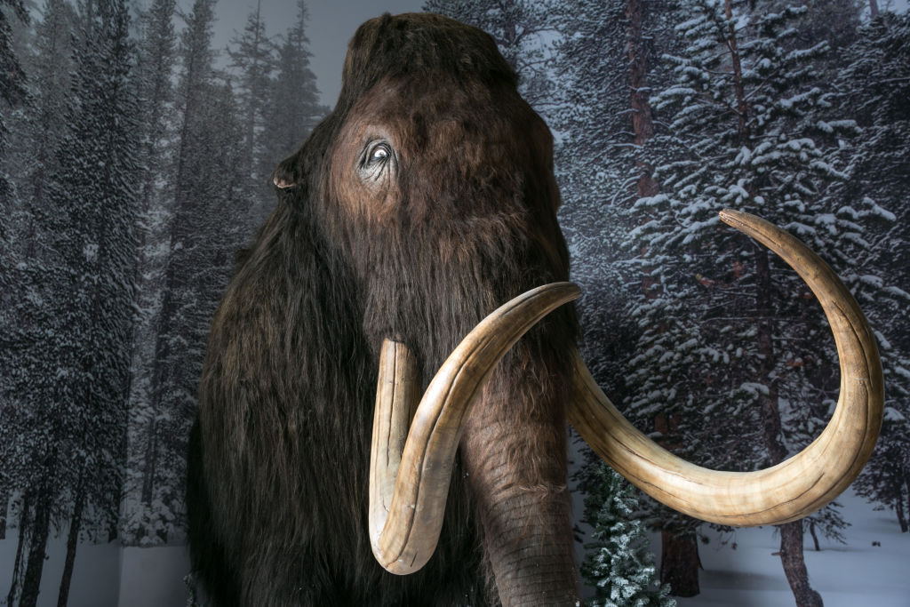 What About The Mammoth 