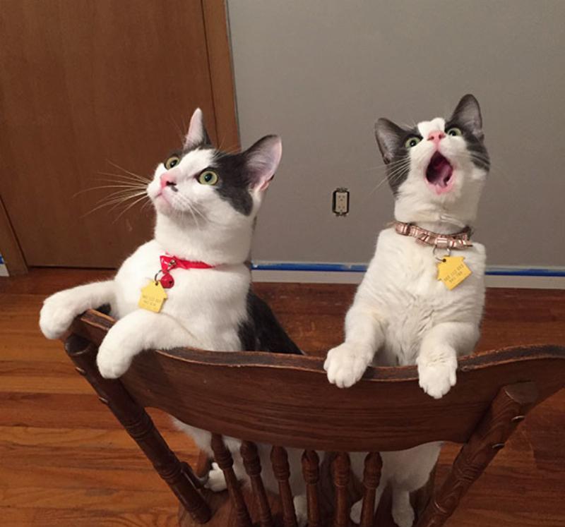 dramatic cat sees ceiling fan