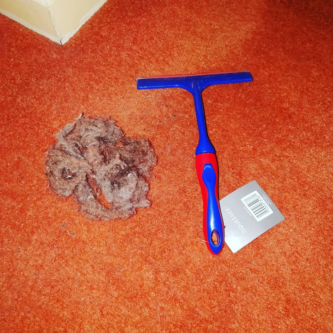 squeegee pet hair hack use a squeegee to get pet hair out of carpet hack