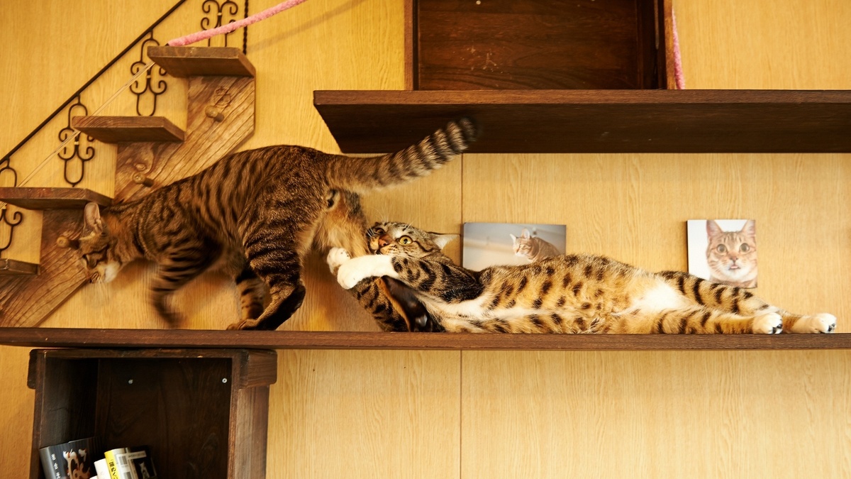 drama cat 6 dramatic cat hanging onto another cat