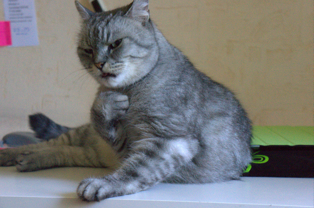 drama cat 16 dramatic cat look