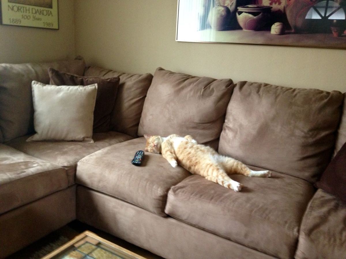 drama cat 20 dramatic lazy cat