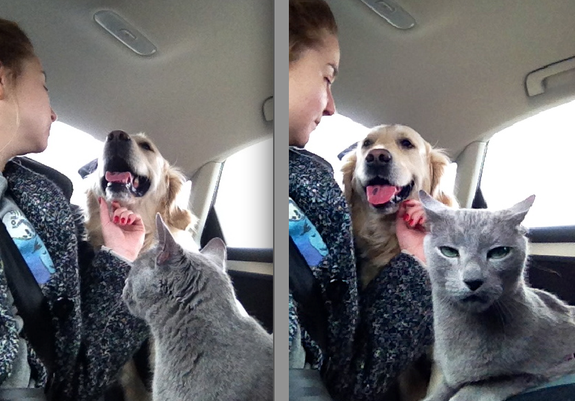 drama cat 4 dramatic cat jealous of dog
