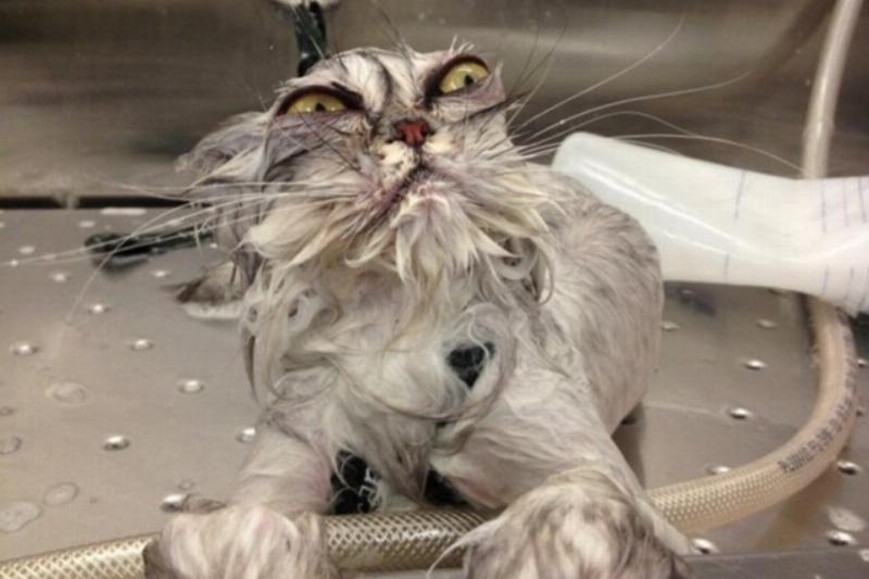 drama cat 13 dramatic cat bath