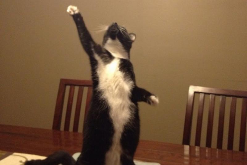 drama cat 23 dramatic cat singing