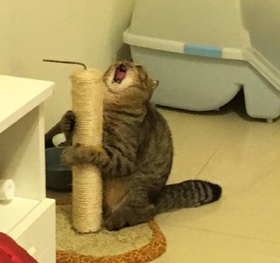 drama cat 8 dramatic cat being emotional