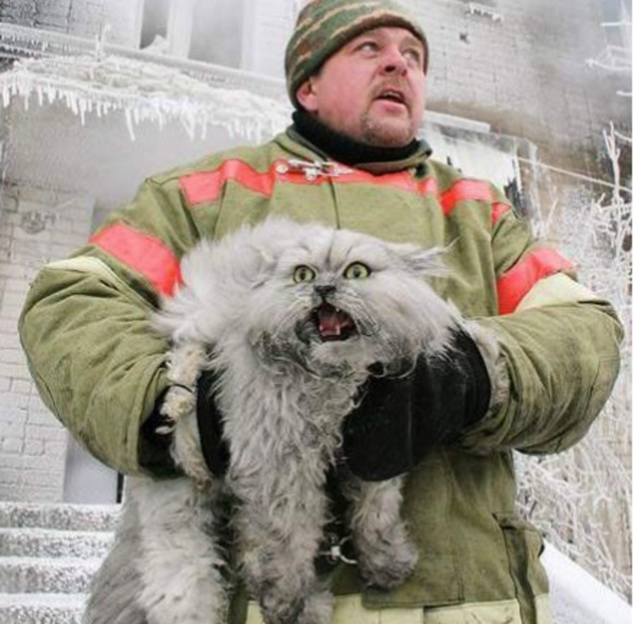 drama cat 24 dramatic cat saved from fire