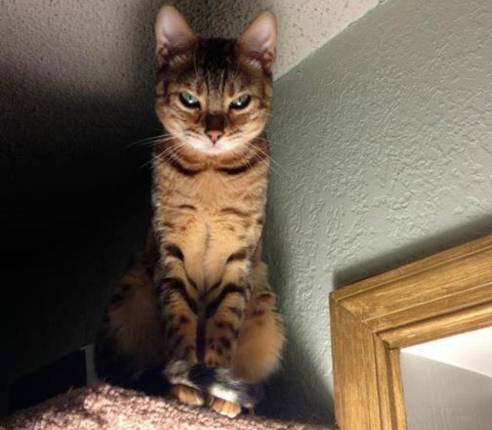 drama cat 12 dramatic cat death stare