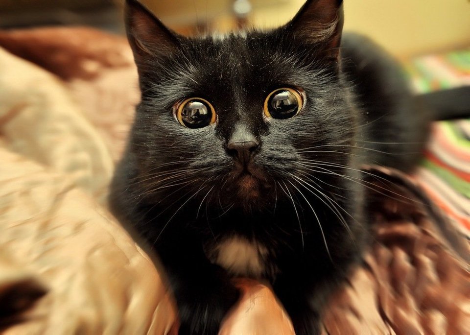 drama cat 19 dramatic cat eyes