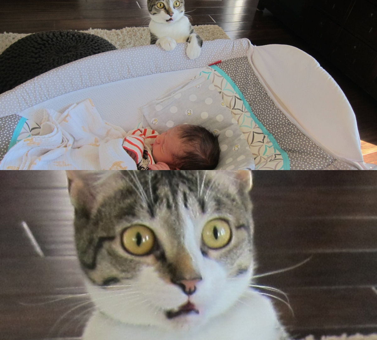 drama cat 10 dramatic cat meets baby