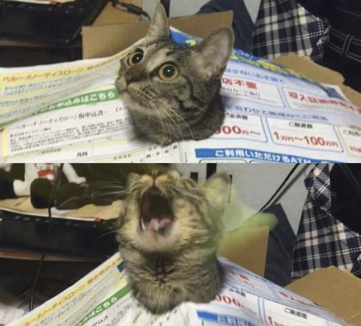 drama cat 17 dramatic cat stuck in paper