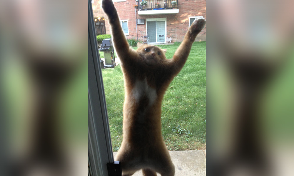 drama-cat-18 dramatic cat stuck on screen door