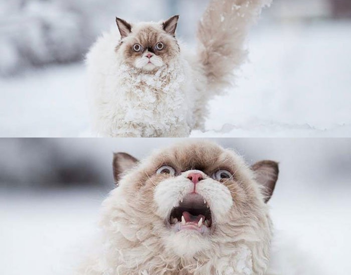 drama cat 2 dramatic cat in the snow