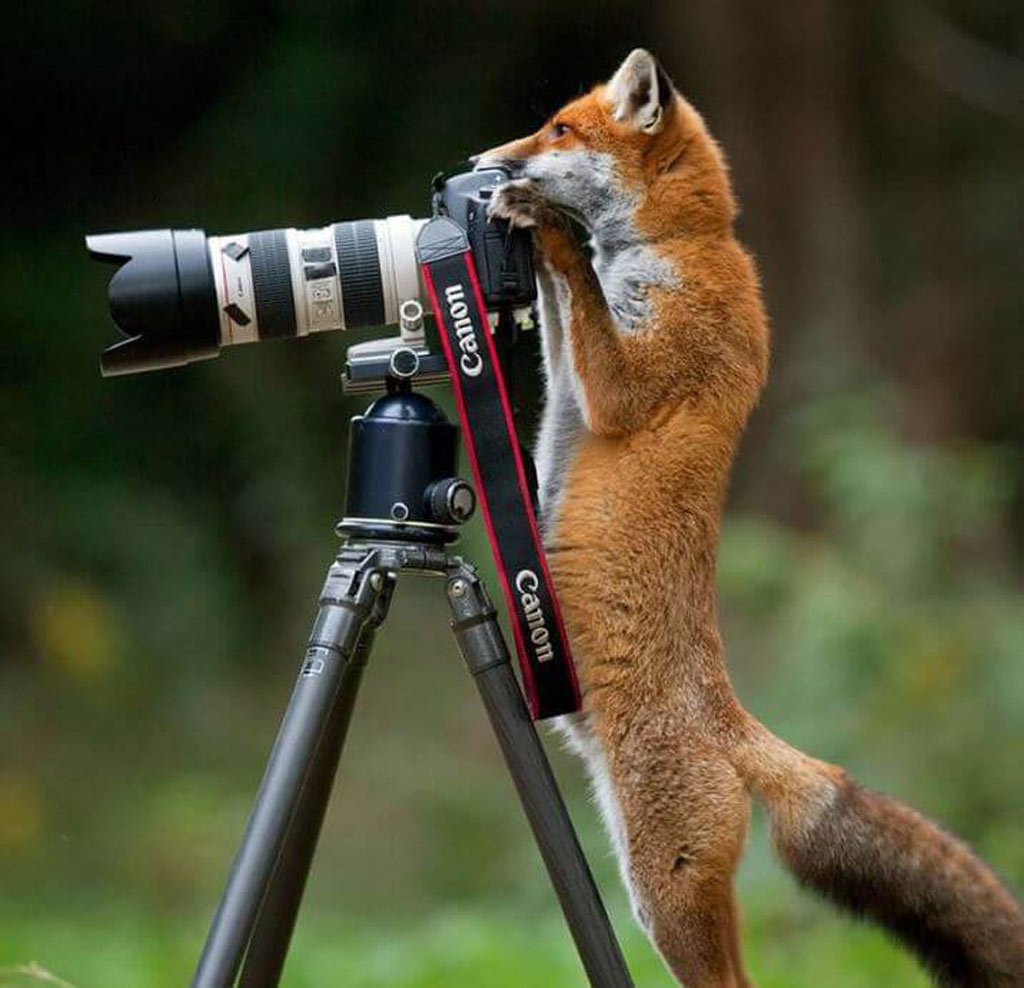 fox a fox peers over a camera