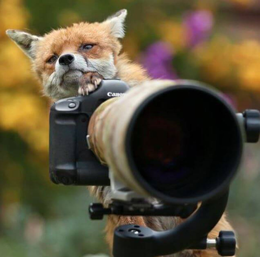 fox fox with a camera