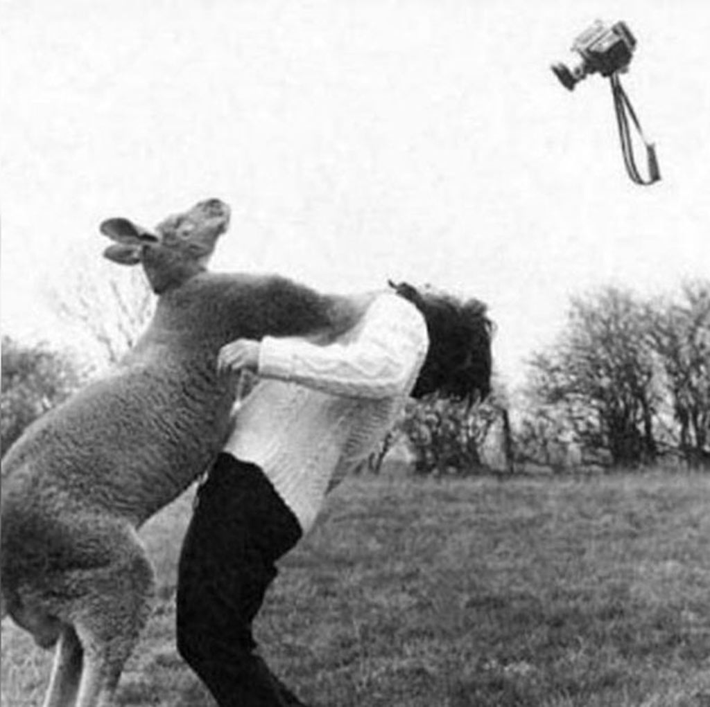 kangaroo punch a kangaroo punches a person with a camera