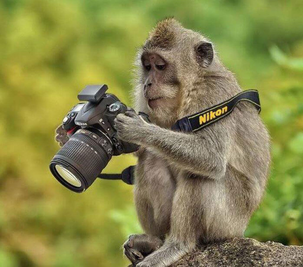 monkey monkey