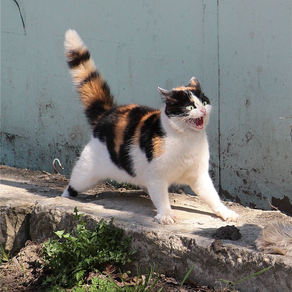 drama cat 27 dramatic cat ready to fight