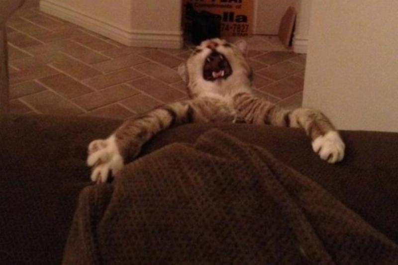 drama cat 5 dramatic cat falling off couch
