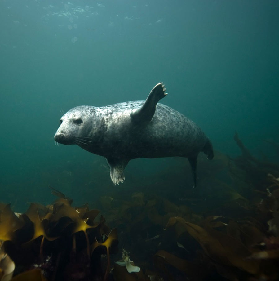 scuba-seal-encounter-11-39761 scuba-seal-encounter-11-39761