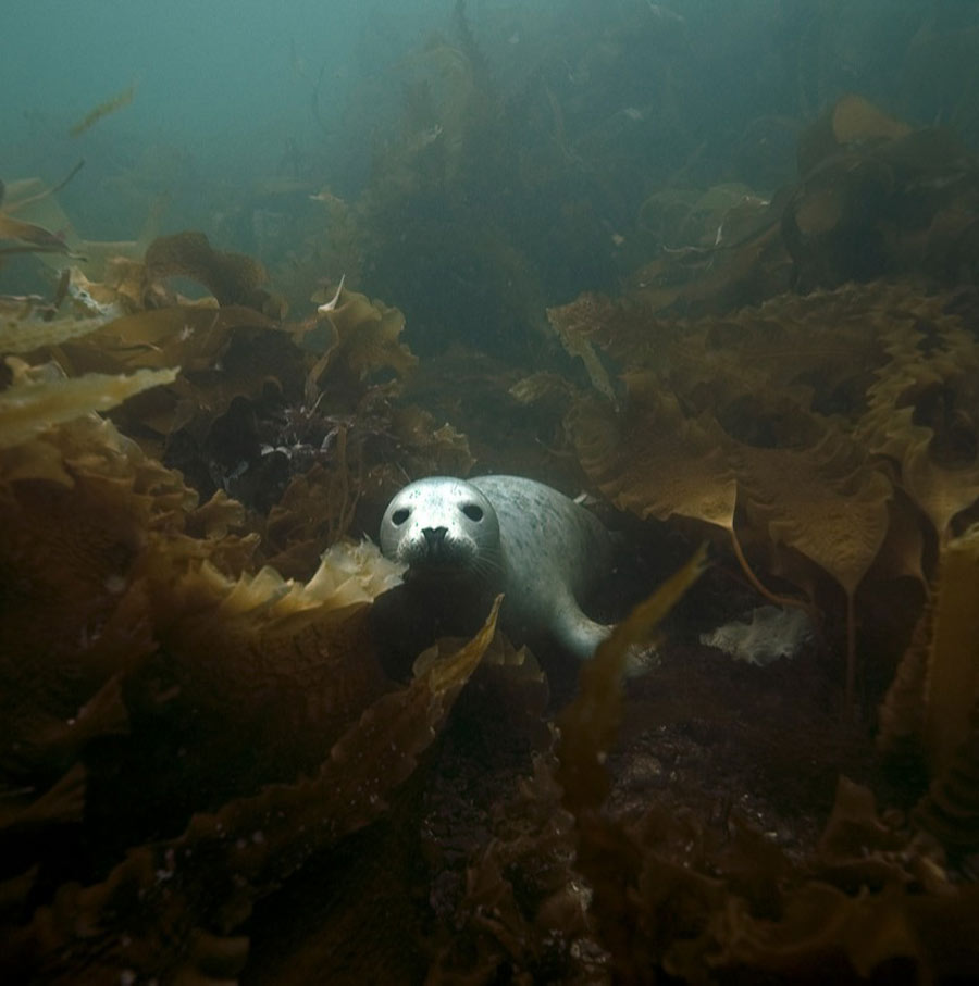 scuba-seal-encounter-15-80405 scuba-seal-encounter-15-80405