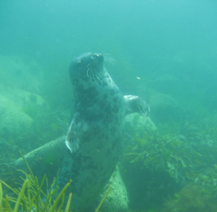 scuba-seal-encounter-4-14646 scuba-seal-encounter-4-14646